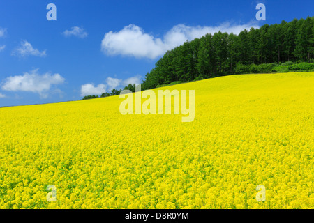 Feld-Senf und Himmel mit Wolken, Hokkaido Stockfoto