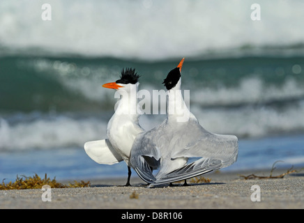 Königliche Seeschwalben Thalasseus Maximus paar Anzeigen auf Cape Canaveral Florida USA Strand Stockfoto