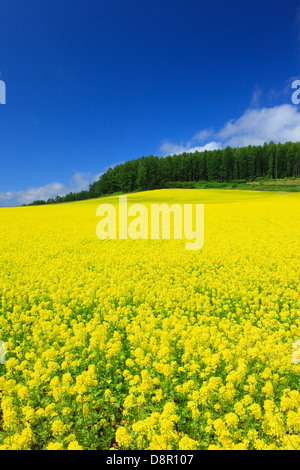 Feld-Senf und Himmel mit Wolken, Hokkaido Stockfoto