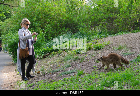 Nordamerikanischer Waschbär Procyon Lotor im Central Park New York USA Mai Stockfoto