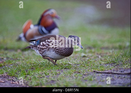 Mandarinente (Aix Galericulata) weibliche Arundel Sussex Stockfoto