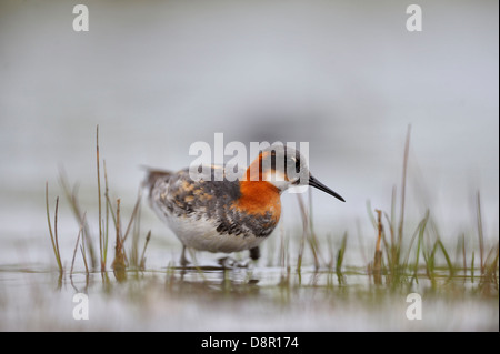 Red-necked Phalarope Phalaropus Lobatus weiblich auf Loch Funzie Fetlar Shetland Juni Stockfoto