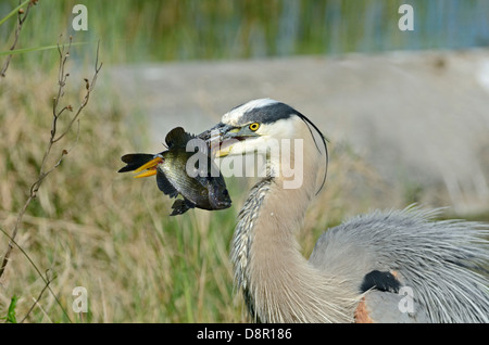 Great Blue Heron (Ardea Herodias) bei aufgespießt ein Fisch Florida Everglades USA Stockfoto