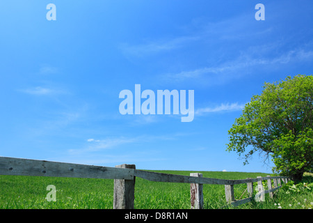 Grünland und blauer Himmel mit Wolken, Hokkaido Stockfoto