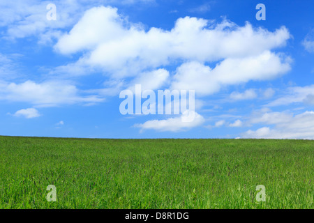 Grünland und blauer Himmel mit Wolken, Hokkaido Stockfoto