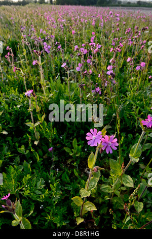 Red Campion Silene Dioica Growng an Wildblumen-Streifen grenzt an Ackerland kann Feld Norfolk Stockfoto