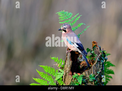 Jay, Garrulus Glandarius auf der Suche nach Eicheln im Wald Norfolk UK Stockfoto