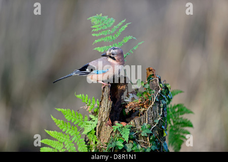 Jay, Garrulus Glandarius auf der Suche nach Eicheln im Wald Norfolk November Stockfoto