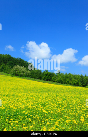 Feld-Senf und Himmel mit Wolken, Hokkaido Stockfoto