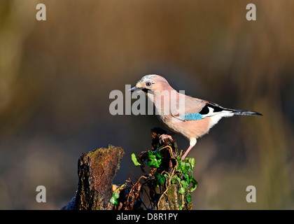 Jay, Garrulus Glandarius auf der Suche nach Eicheln im Wald Norfolk November Stockfoto