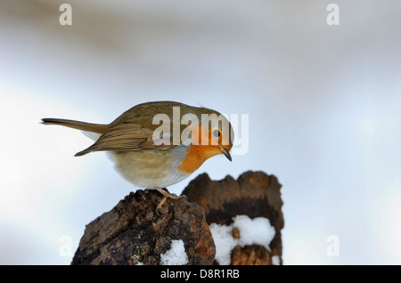 Robin Erithacus Rubecula aufgeblasen im kalten Winter in Norfolk Stockfoto