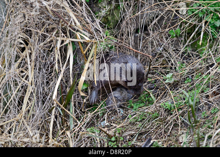 Europäische Otter (eurasische Fischotter) Lutra Lutra fangen Schermaus am Fluss Thet, Thetford, Norfolk Stockfoto