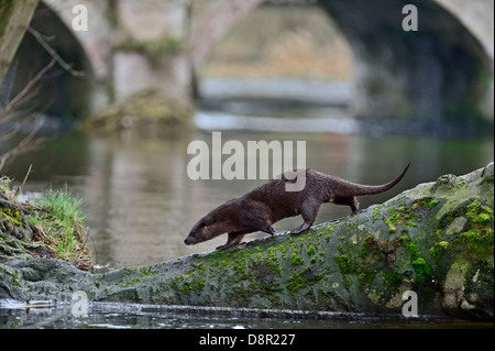 Europäische Otter (eurasische Fischotter) Lutra Lutra Kletterbaum am Fluss Thet, Thetford, Norfolk Stockfoto