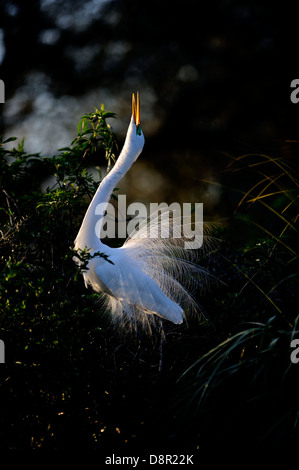 Großer Reiher Ardea Alba zur Anzeige nisten St. Augustine Florida USA Stockfoto