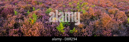 Tiefland Heide auf Minsmere RSPB Reserve innerhalb der Suffolk Sandlings Suffolk im august Stockfoto