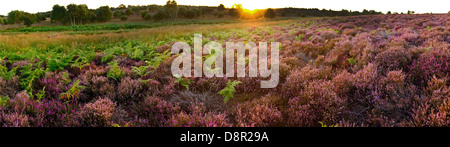 Tiefland Heide auf Minsmere RSPB Reserve innerhalb der Suffolk Sandlings Suffolk im august Stockfoto
