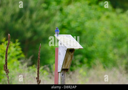 Östlichen Bluebird, Sialia Sialis im Nistkasten Cape kann New Jersey USA Stockfoto