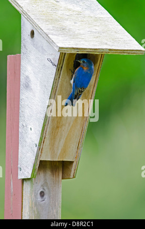 Östlichen Bluebird, Sialia Sialis im Nistkasten Cape kann New Jersey USA Stockfoto