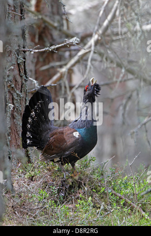 Männlichen Auerhahn in Schottland in der Nähe von Loch Garten anzeigen Stockfoto