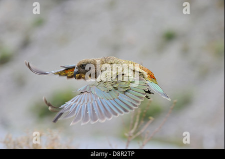 Kea Nestor Notabilis Arthurs Pass Neuseeland Südinsel Stockfoto