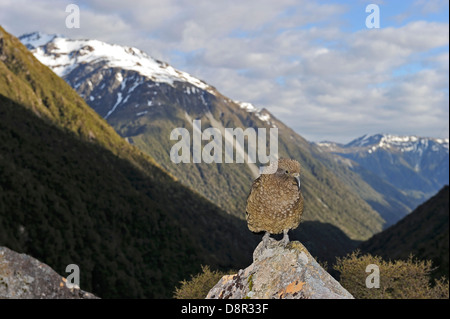 Kea Nestor Notabilis Arthurs Pass Neuseeland Südinsel Stockfoto