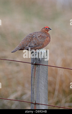 Weibliche Moorschneehühner auf Zaunpfosten Stockfoto