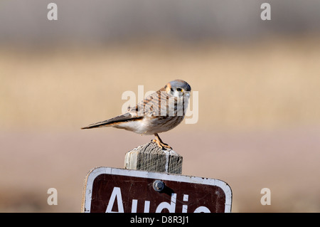 American Kestrel männlichen New Mexico USA Stockfoto