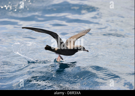 Fleisch-footed Shearwater Puffinus Carneipes Fütterung draußen im Hauraki-Golf aus Neuseeland Stockfoto