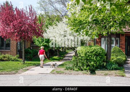 Frühling oder Frühling mit blühenden Bäumen Crabapple Bäume (Gattung Malus) in voller Blüte mit Frau zu Fuß kleiner Hund In Kanada Stockfoto