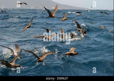 Fleisch-footed Shearwater Puffinus Carneipes Fütterung draußen im Hauraki-Golf aus Neuseeland Stockfoto