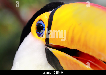 Porträt von Toucan bei Kobe Kachoen hautnah Stockfoto