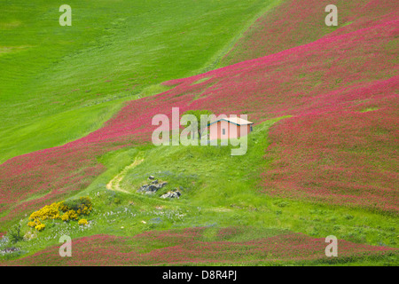 Sizilien Frühlingslandschaft mit Blumen und Wiese im zentralen Sizilien, Italien Stockfoto