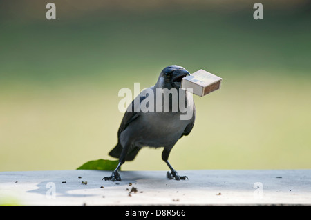 Haus-Krähe (Corvus Splendens) stehlen Match box aus Tabelle Bharatpur Indien Stockfoto