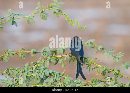 Schwarzer Drongo Dicrurus Macrocercus Bharatpur Indien Februar Stockfoto