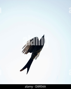 Schwarzer Drongo Dicrurus Macrocercus Bharatpur Indien Februar Stockfoto
