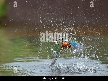 Gemeinsamen Kingfisher Alcedo Atthis mit Elritze Worcestershire Juli Stockfoto