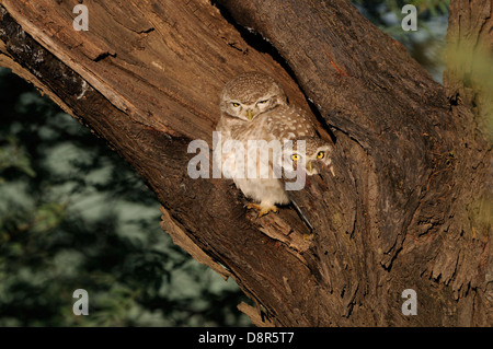 Gefleckte Owlet Athene Brama Bharatpur Indien Stockfoto