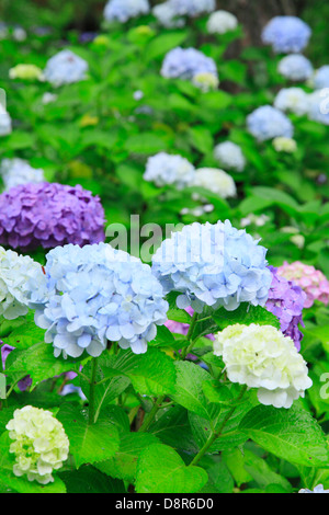 Hydrangea blüht Stockfoto
