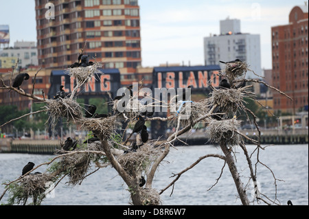 Doppel-crested Kormorane auf U Thant Insel im East River zwischen Manhattan und Brooklyn in New York City. Stockfoto