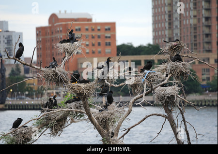 Doppel-crested Kormorane auf U Thant Insel im East River zwischen Manhattan und Brooklyn in New York City. Stockfoto