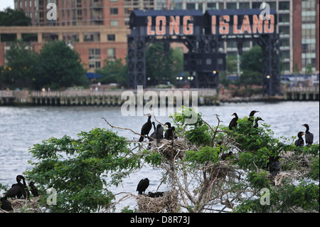 Doppel-crested Kormorane auf U Thant Insel im East River zwischen Manhattan und Brooklyn in New York City. Stockfoto