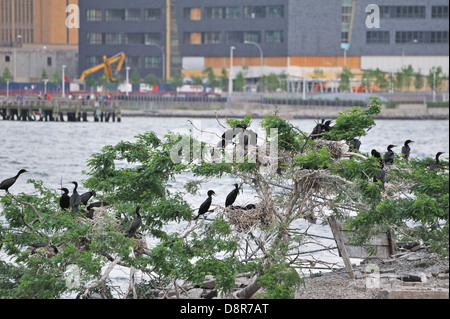 Doppel-crested Kormorane auf U Thant Insel im East River zwischen Manhattan und Brooklyn in New York City. Stockfoto