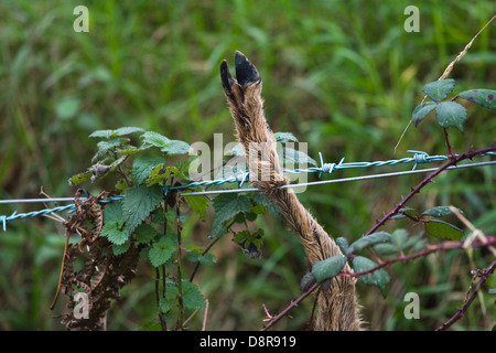 Ein Reh hat seinen Fuß in einen Zaun erwischt worden Stockfoto