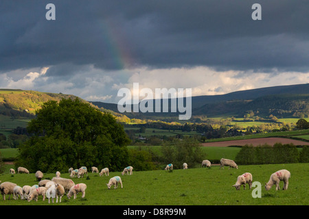 Die Abendsonne wirft einen Regenbogen auf Ackerland in der Nähe von Hay-On-Wye in Powys. Stockfoto