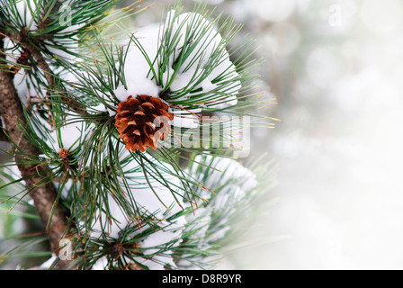 Nahaufnahme von Pine Cone auf Tanne brunch unter Schnee. Winterurlaub Hintergrund mit Copyspace. Weihnachten und neues Jahr saisonale Urlaub neture Design. Stockfoto