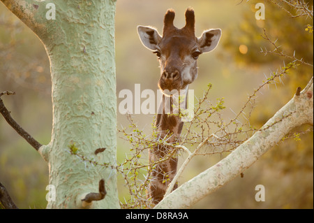 Südlichen Giraffe Surfen aus einem Gelbfieber-Baum (Giraffa Giraffe Giraffa), Zulu Nyala Game Reserve, Südafrika Stockfoto