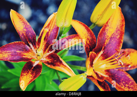 Frühling-Lilien blühen in Ohio Stockfoto