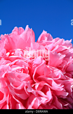 Rosa Pfingstrose (Paeonia) Stockfoto