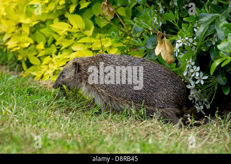 Ein weibliche Igel sammeln lässt, ein Nest zu bauen Stockfoto