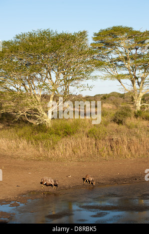 Nyala trinken an einer Wasserstelle (Tragelaphus Angasi), Zulu Nyala Game Reserve, Südafrika Stockfoto